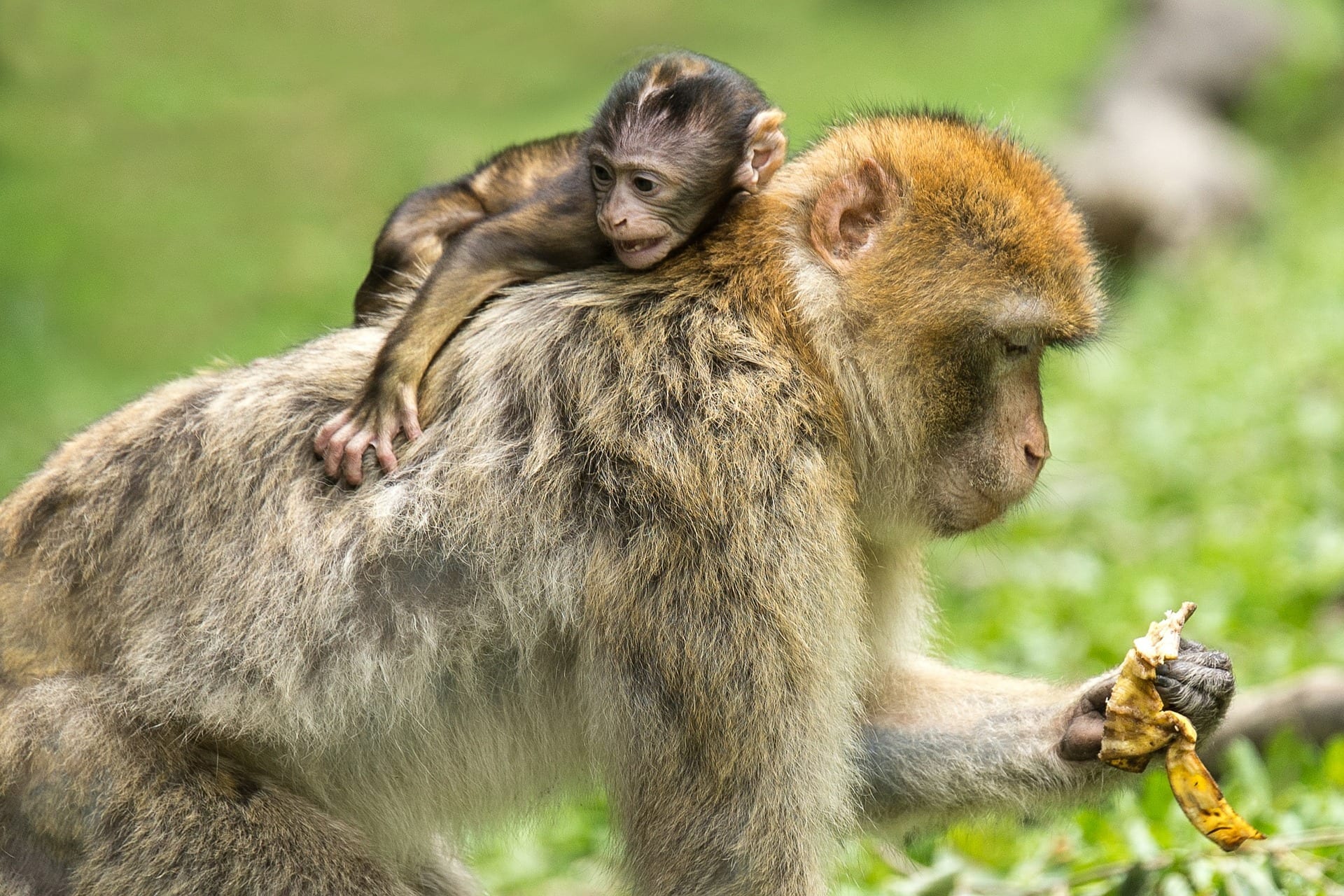 a monkey with its baby on its back